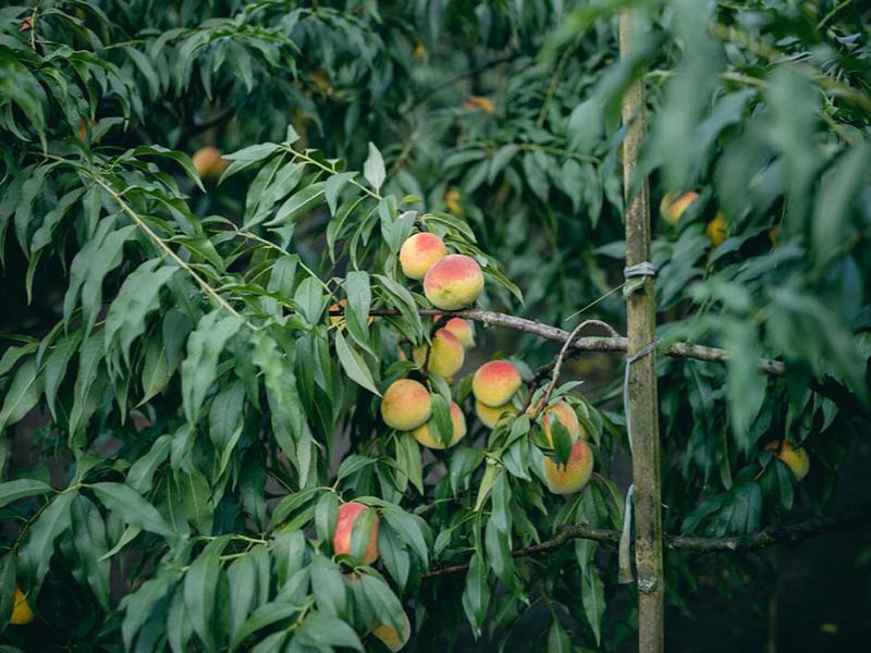 桃樹種植如何進(jìn)行測(cè)土配肥